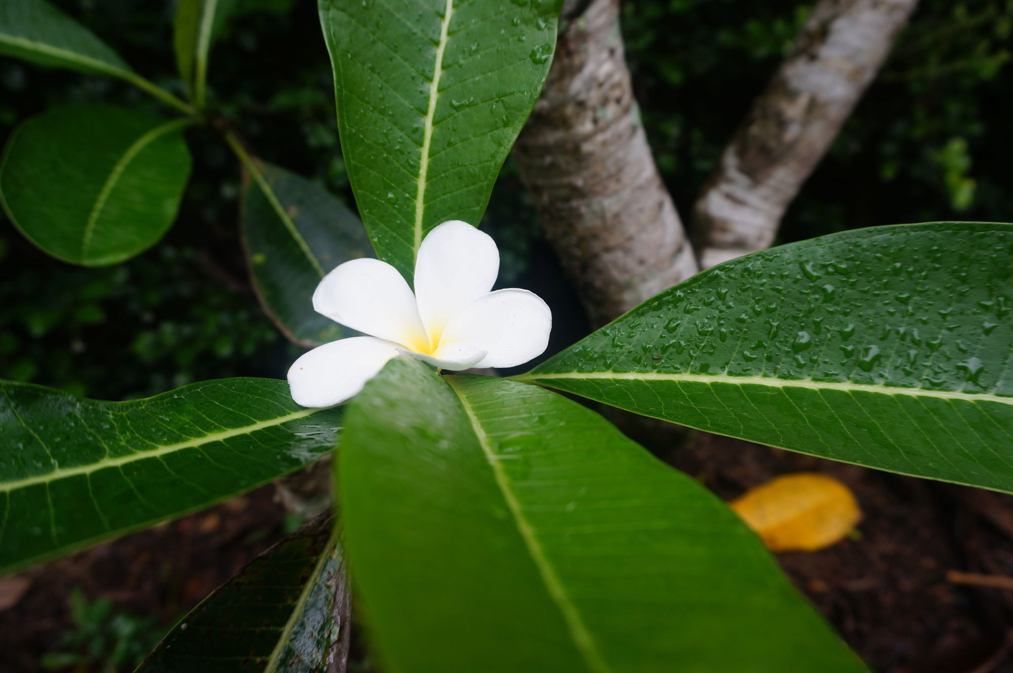 Ruen Tai Boutique Villa Phuket Dış mekan fotoğraf